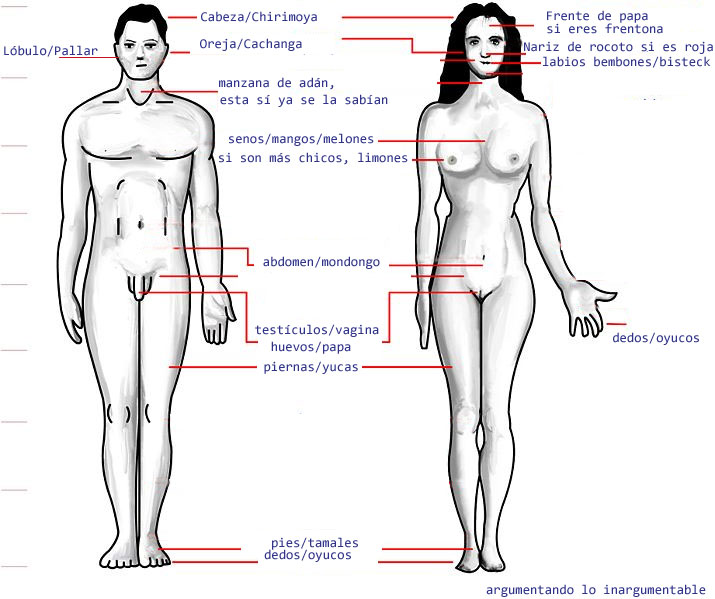 partes del cuerpo humano. partes del cuerpo humano